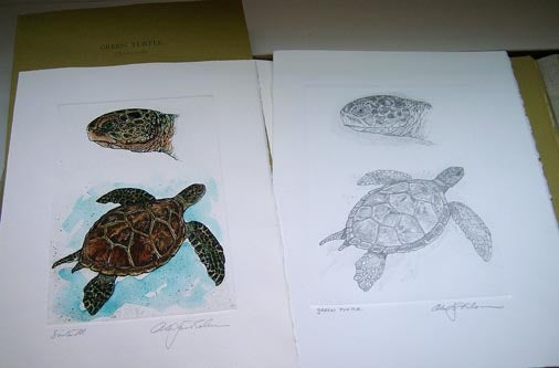 Item #3157 Cheloniidae - Sea Turtles. Alan James Cheloniidae Press. Robinson